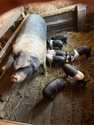 vand scroafa bazna  - imagine 5