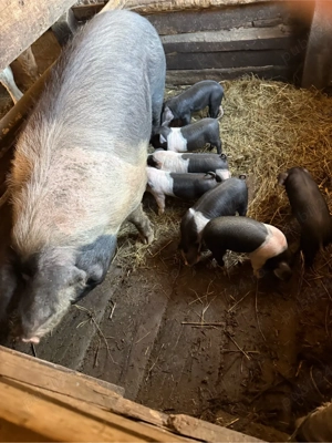 vand scroafa bazna  - imagine 3