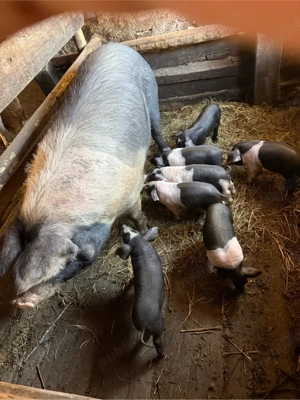 vand scroafa bazna  - imagine 4