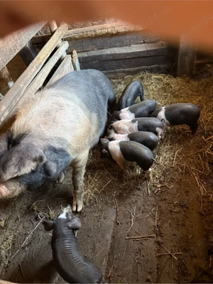 vand scroafa bazna  - imagine 2