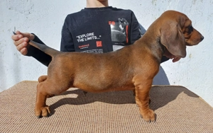 Masculi teckel standard  - imagine 2