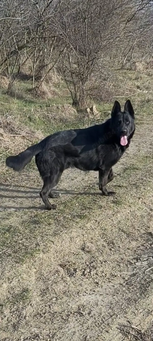 Ciobanesc german negru (Alsacian) - imagine 5