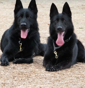 Ciobanesc german negru  - imagine 5