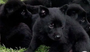 Ciobanesc german negru (Alsacian) - imagine 3