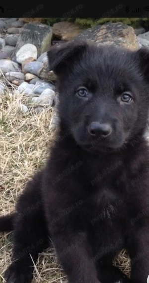 Ciobanesc german negru  - imagine 5