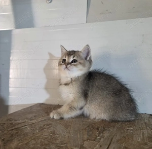 Brittish shorthair golden - imagine 2