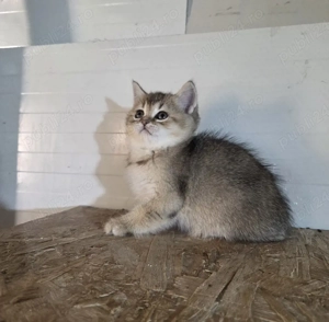 Brittish shorthair golden - imagine 4