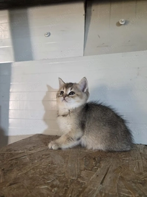 British shorthair golden - imagine 4