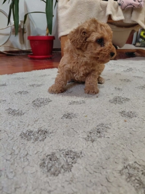 Pudel Red Toy Superb - imagine 2