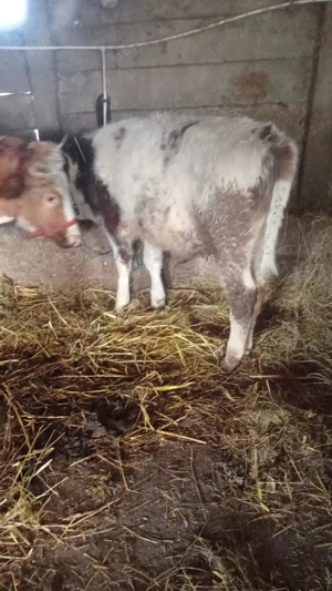 Vând vaca și vițel  - imagine 4