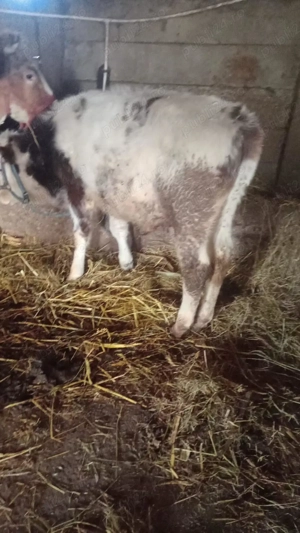 Vând vaca și vițel  - imagine 5