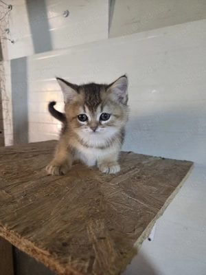 British shorthair golden - imagine 4