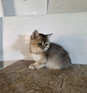 British shorthair golden - imagine 2