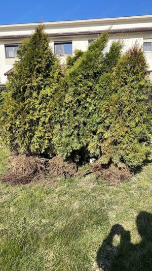 Vand 6 buc. Tuia Smaragd