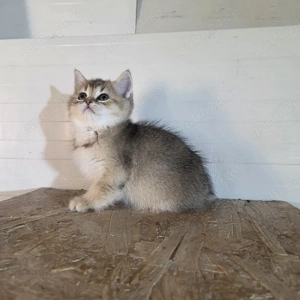 British shorthair golden