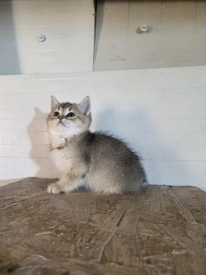 British shorthair golden  - imagine 3