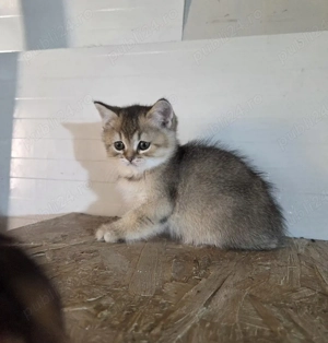 British shorthair golden - imagine 2