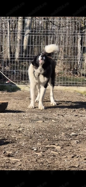 Ciobanesc de Bucovina - imagine 5