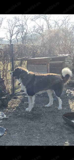 Ciobanesc de Bucovina - imagine 3