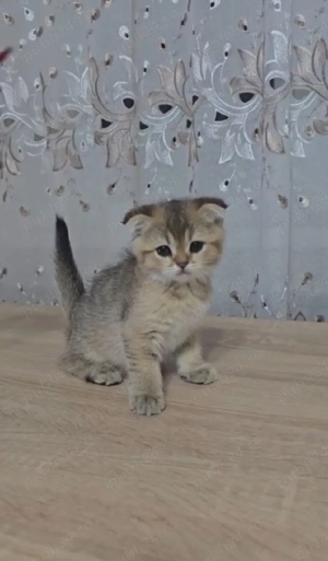 Scottish fold golden