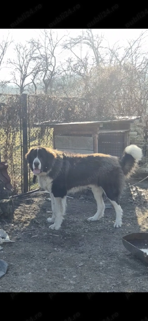 Ciobanesc de Bucovina - imagine 2