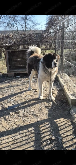 Ciobanesc de Bucovina - imagine 4