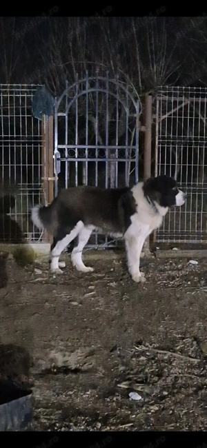 Ciobanesc de Bucovina