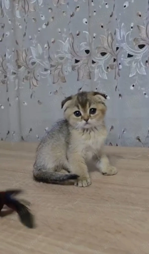 Scottish fold golden
