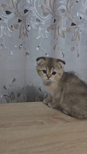 Scottish fold golden - imagine 5