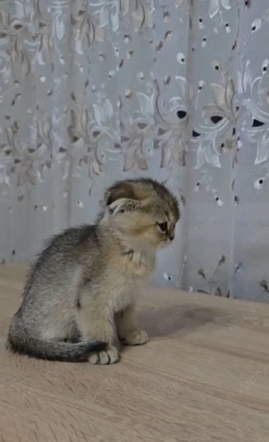 Scottish fold golden - imagine 3