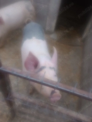 purceii 90kg 100  - imagine 2