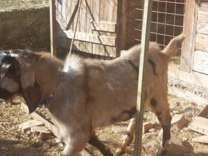 Țap anglonubian de vânzare  - imagine 2