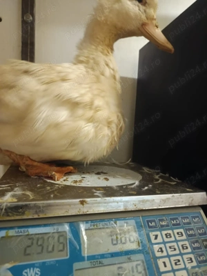 rate de rasa pekin intre 3.2-4.5kg - 30lei bucata negociabil - imagine 3