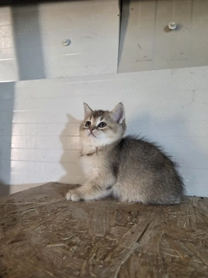 Brittish shorthair golden