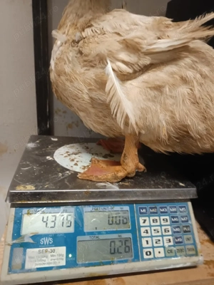 rate de rasa pekin intre 3.2-4.5kg - 30lei bucata negociabil - imagine 2