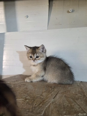 British shorthair golden - imagine 4