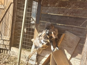 Țap anglonubian de vânzare  - imagine 3