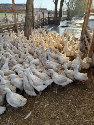 rate de rasa pekin intre 3.2-4.5kg - 30lei bucata negociabil