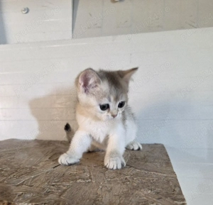 British silver shorthair - imagine 2