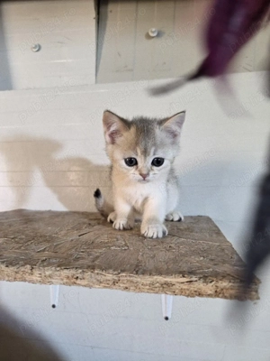 British silver shorthair - imagine 4