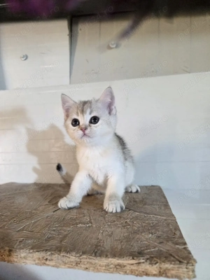 British shorthair silver  - imagine 4