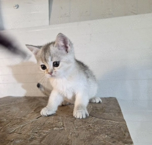 British shorthair silver  - imagine 3
