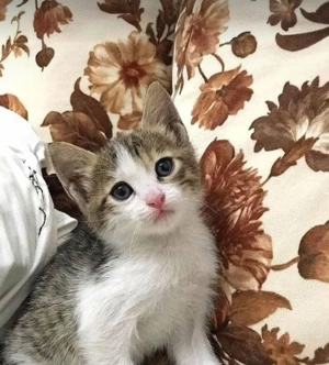 Siberiana de pădure 