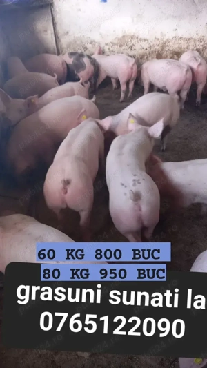 Vand purcei de carne 