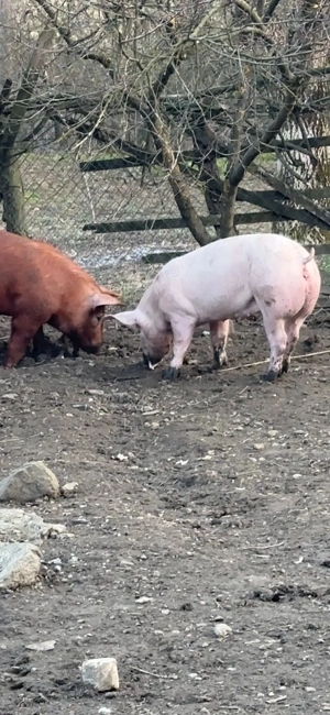 scrofita marelealb landrace- pietrean - imagine 2