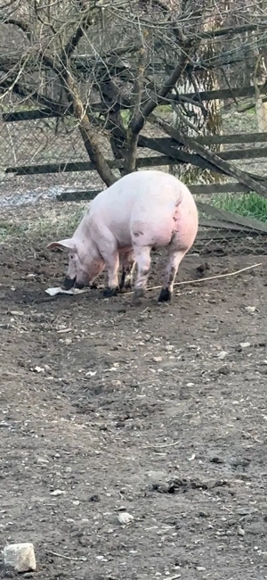 scrofita marelealb landrace- pietrean - imagine 3