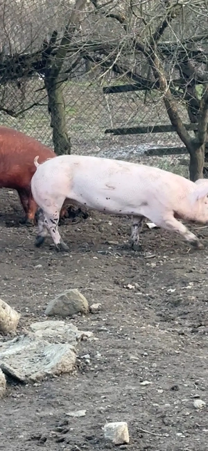 scrofita marelealb landrace- pietrean - imagine 4