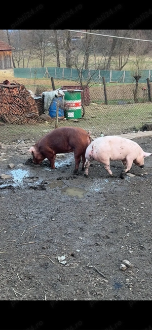 scrofita marelealb landrace- pietrean - imagine 5