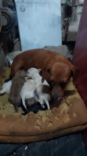 Toyota corola verso - imagine 2