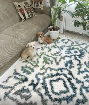 Donez două fetițe vârsta 4 luni vaccinate și deparazitate și cu carnet  - imagine 2